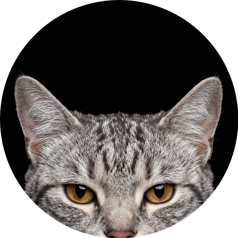 Silver Tabby Cat PFP