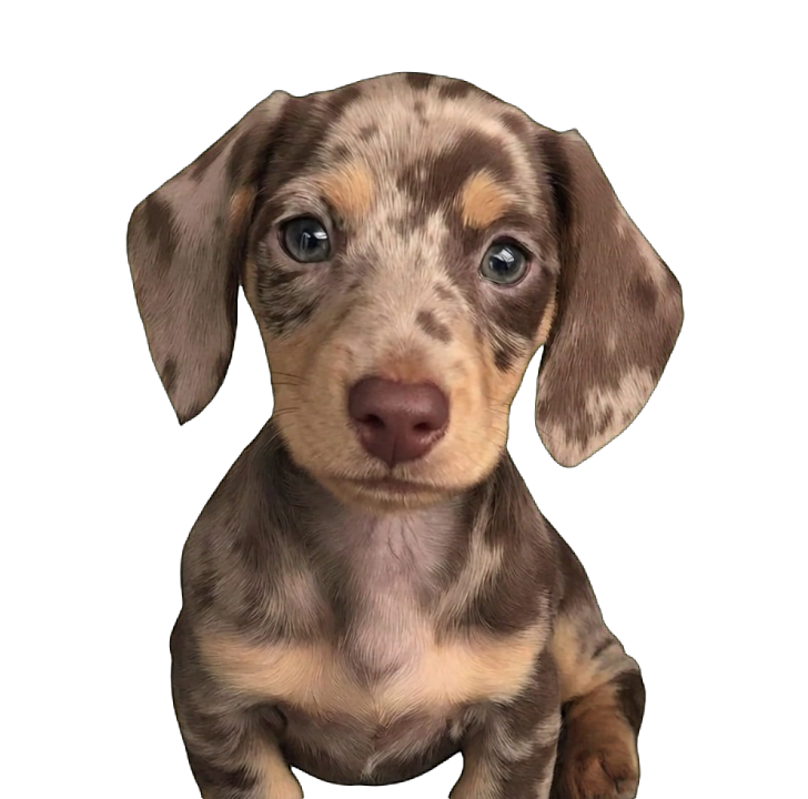 Spotted Dachshund Puppy