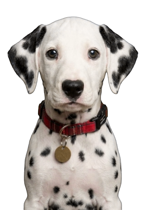 Dalmatian