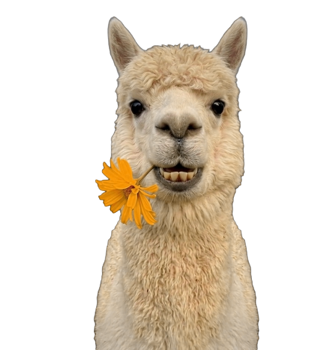 Alpaca