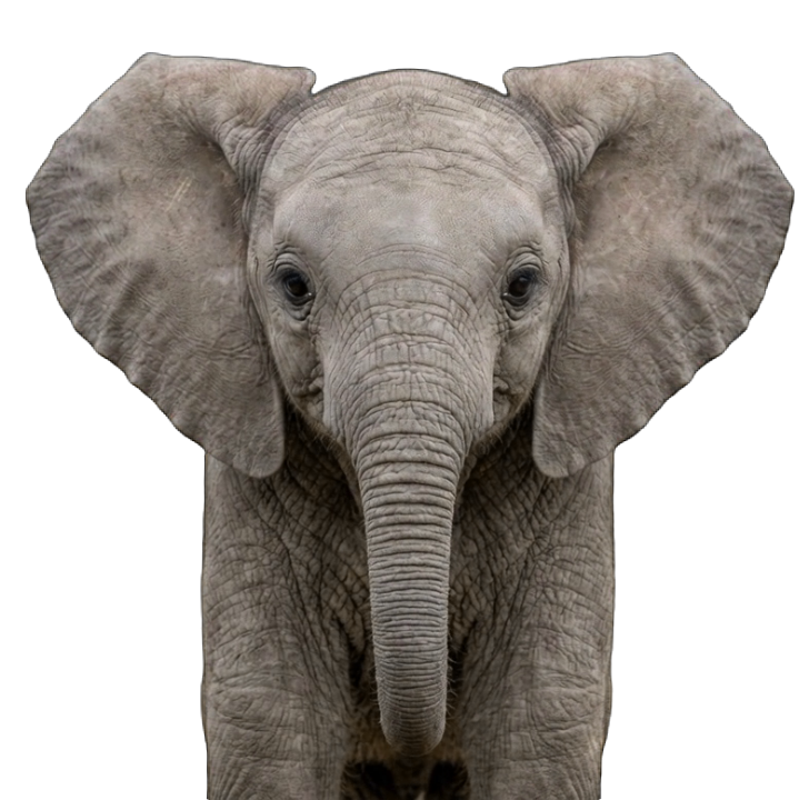Baby Elephant