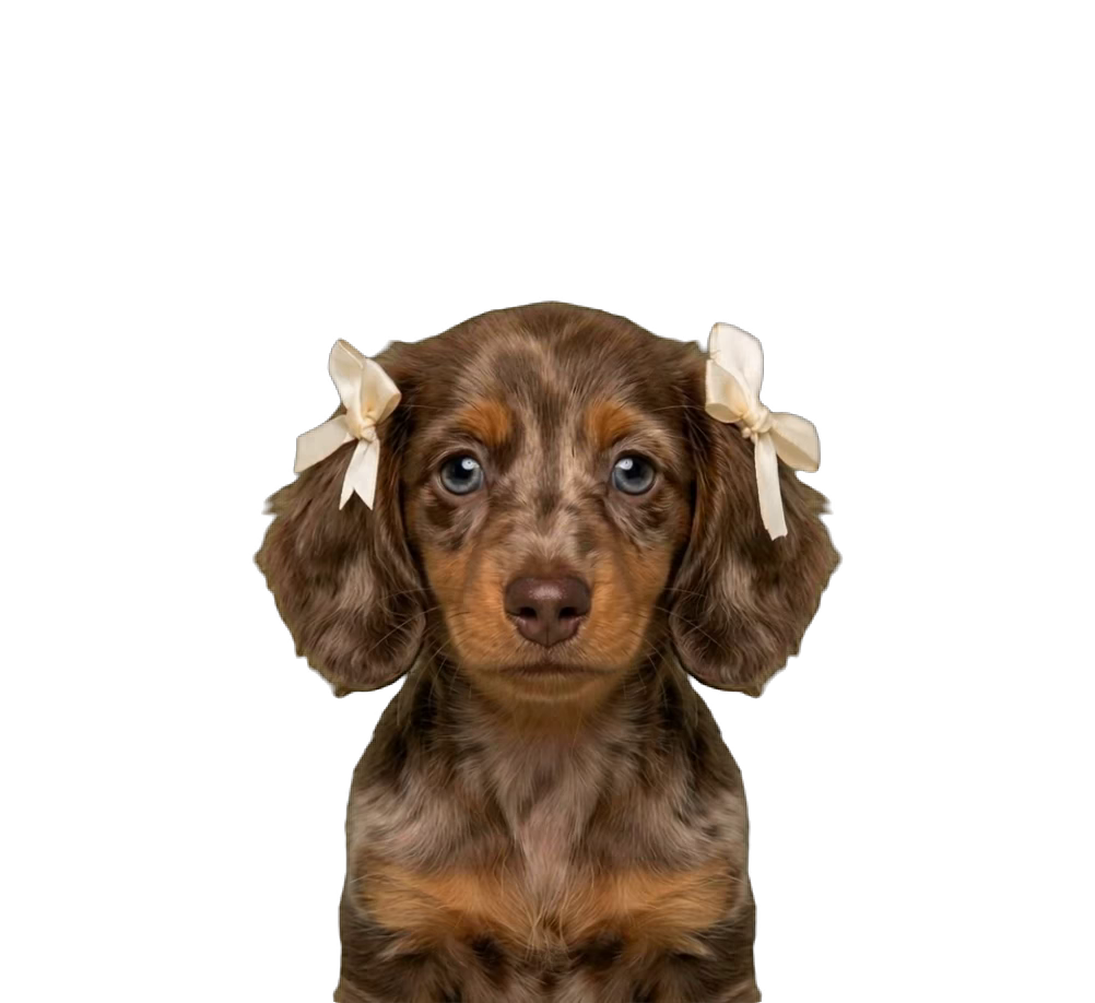 Ribbon Taksi