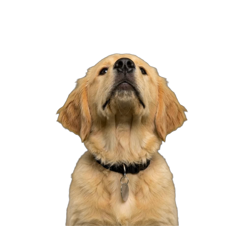 Golden Retriever Puppy