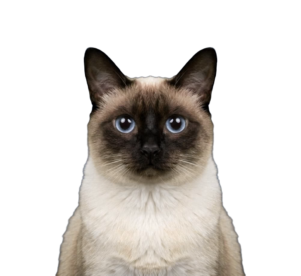Cat 09-09