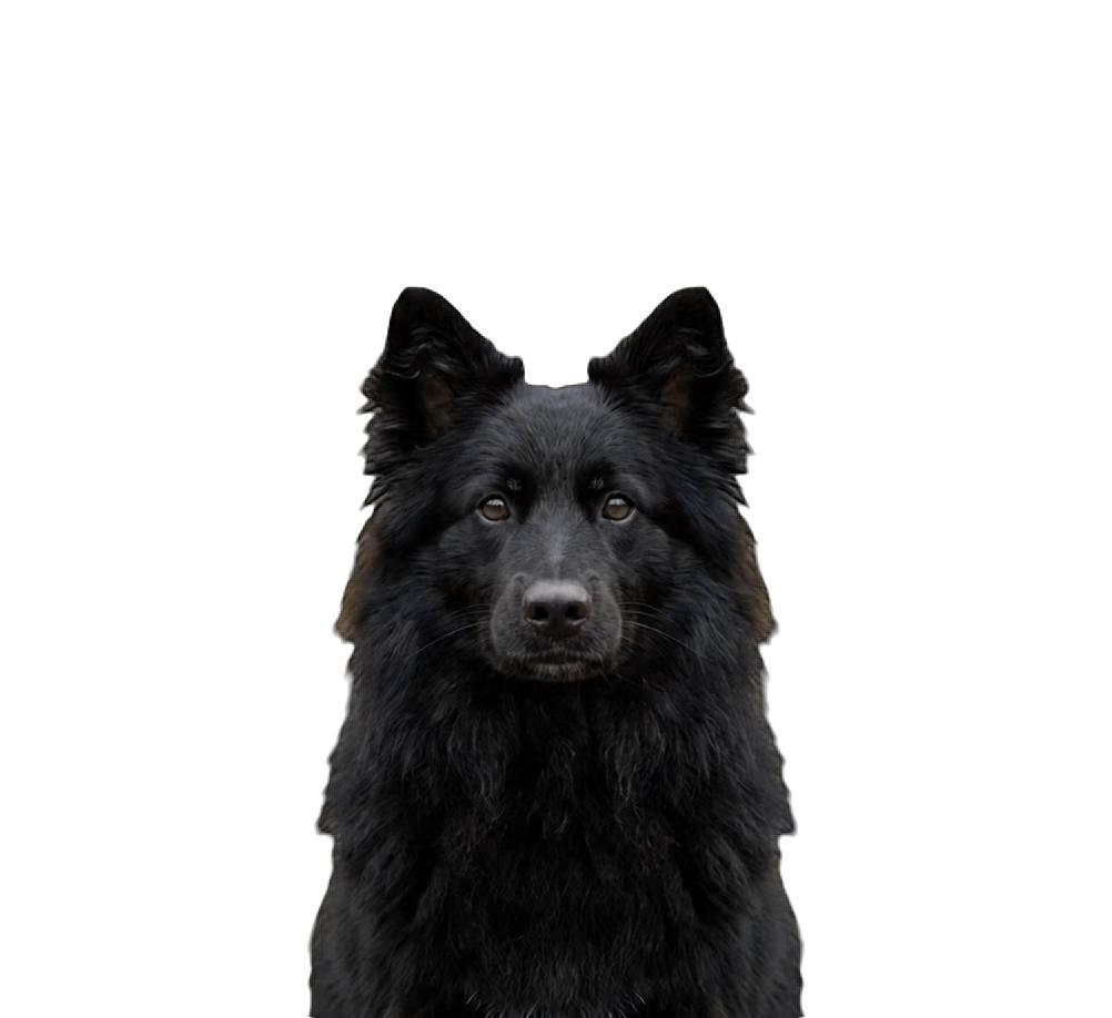 Ayqo