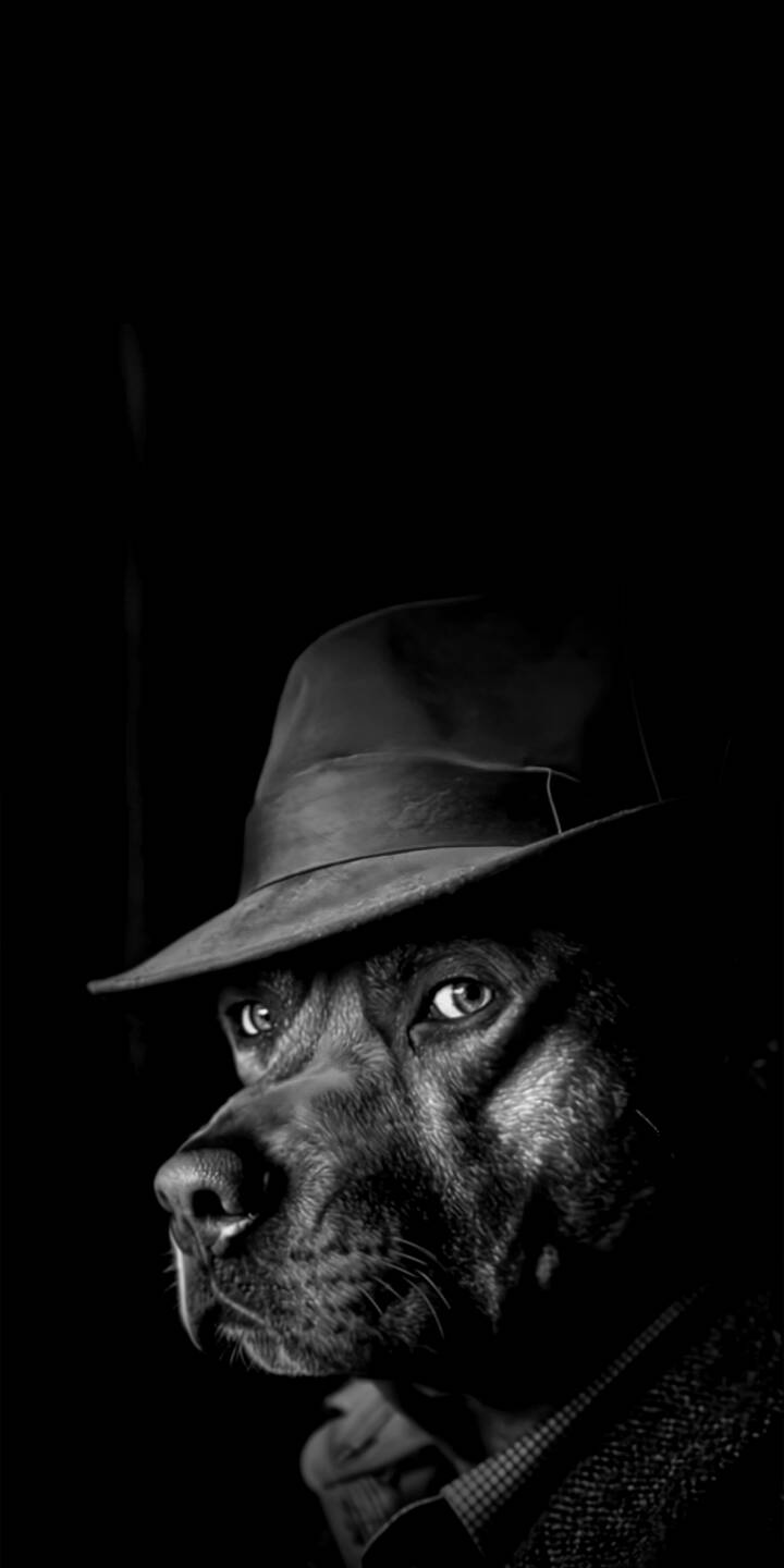 Channel classic cinema vibes with this unique "Detective Canine" 4K wallpaper. Featuring a sharp-eyed dog wearing a vintage fedora hat, this monochrome piece uses dramatic shadows and lighting to mimic the film noir genre. It’s a sophisticated and slightly whimsical choice for pet lovers who appreciate a moody, artistic, and mysterious aesthetic for their screens. | animal portrait dog pet hat iphone black and white oled mystery mobile 4k wallpaper hd wallpaper pet wallpaper monochrome canine mobile wallpaper dark mode Dog Lover mystery aesthetic Detective Dog film noir Fedora Hat Vintage Detective Monochrome Animal Pitbull Noir Dark Photography animal photography funny animals cinematic lighting classic style pet portrait canine art cool dog dog portrait Channel classic cinema vibes with this unique "Detective Canine" 4K wallpaper. Featuring a sharp-eyed dog wearing a vintage fedora hat, this monochrome piece uses dramatic shadows and lighting to mimic the film noir genre. It’s a sophisticated and slightly whimsical choice for pet lovers who appreciate a moody, artistic, and mysterious aesthetic for their screens.