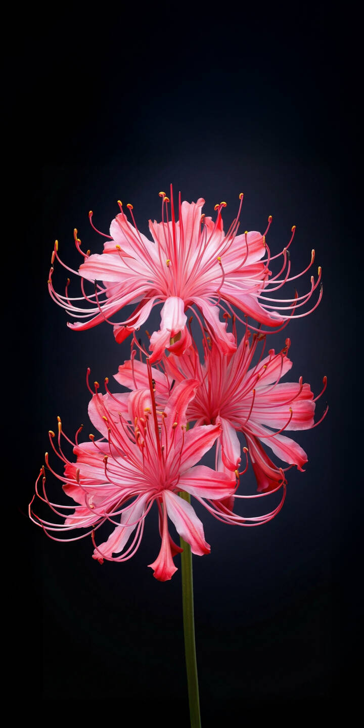 Delicate red and white striped petals gracefully unfurl against a dark, minimalist background in this stunning Red Spider Lily 4K wallpaper, making it a truly elegant wallpaper for your iPhone. | flower iphone nature wallpaper mobile elegant 4k wallpaper hd wallpaper dark background red spider lily higanbana Delicate red and white striped petals gracefully unfurl against a dark, minimalist background in this stunning Red Spider Lily 4K wallpaper, making it a truly elegant wallpaper for your iPhone.