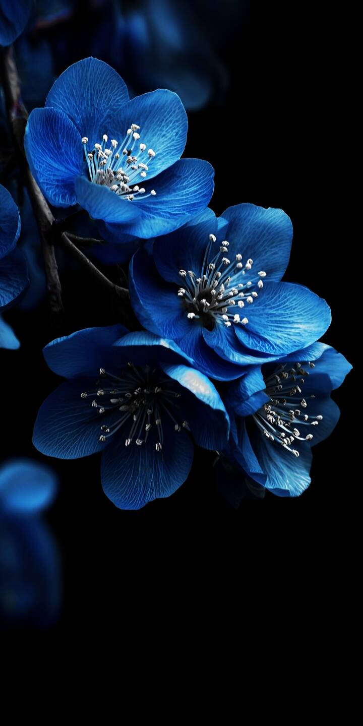 Rich, velvety blue petals glow against a stark black backdrop, showcasing delicate white stamens in this exquisite 4K wallpaper — a truly stunning nature wallpaper for your iPhone. | aesthetic flowers dark iphone nature wallpaper mobile elegant 4k wallpaper hd wallpaper blue flowers blossoms Rich, velvety blue petals glow against a stark black backdrop, showcasing delicate white stamens in this exquisite 4K wallpaper — a truly stunning nature wallpaper for your iPhone.