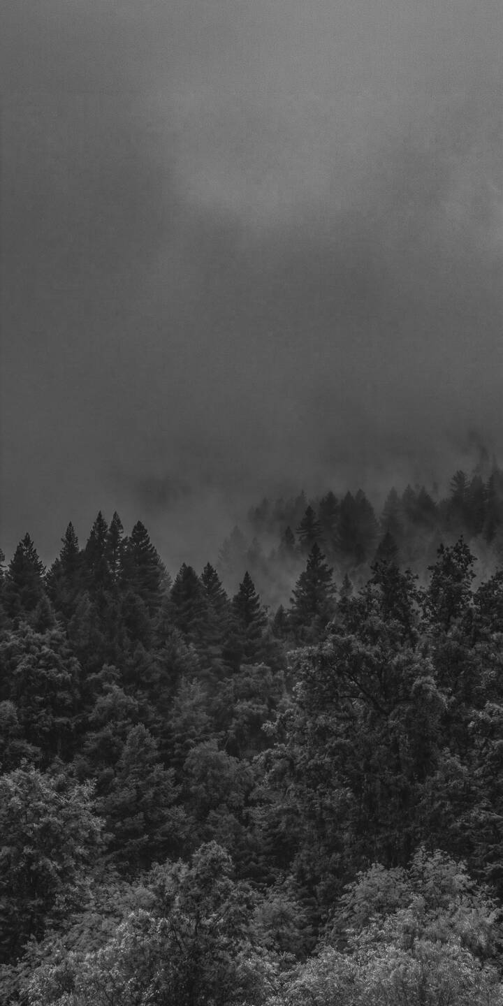 Thick, enveloping fog blankets a dense forest of evergreen trees, creating a moody and mysterious atmosphere in this stunning 4K wallpaper. This captivating wallpaper is perfect for any iPhone, bringing a serene, dark aesthetic to your screen. | forest dark fog iphone nature trees wallpaper mist mobile 4k wallpaper hd wallpaper monochrome Thick, enveloping fog blankets a dense forest of evergreen trees, creating a moody and mysterious atmosphere in this stunning 4K wallpaper. This captivating wallpaper is perfect for any iPhone, bringing a serene, dark aesthetic to your screen.