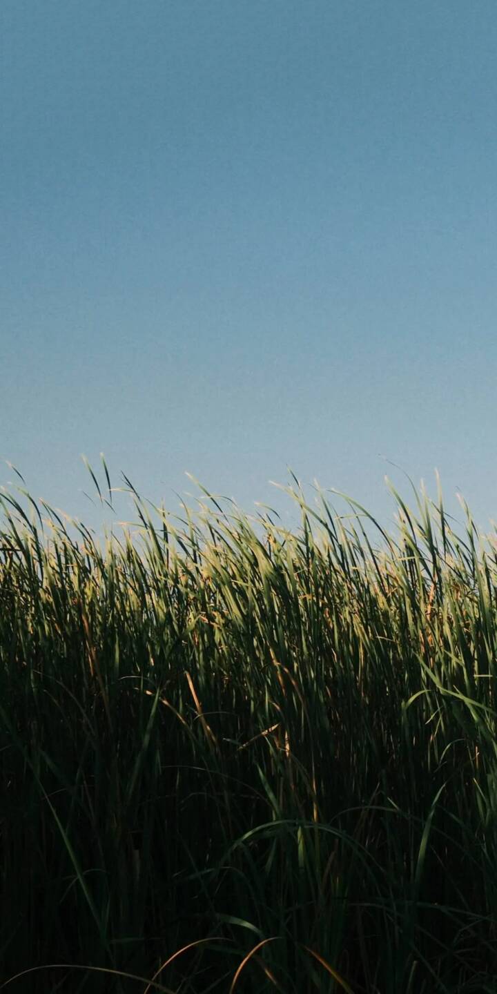 Tall green blades of grass sway gently under a clear blue sky, creating a serene 4K wallpaper perfect for iPhone. This natural vista provides a refreshing aesthetic and an ideal mobile wallpaper. | landscape green grass calm iphone nature wallpaper blue sky mobile 4k wallpaper hd wallpaper serene Tall green blades of grass sway gently under a clear blue sky, creating a serene 4K wallpaper perfect for iPhone. This natural vista provides a refreshing aesthetic and an ideal mobile wallpaper.