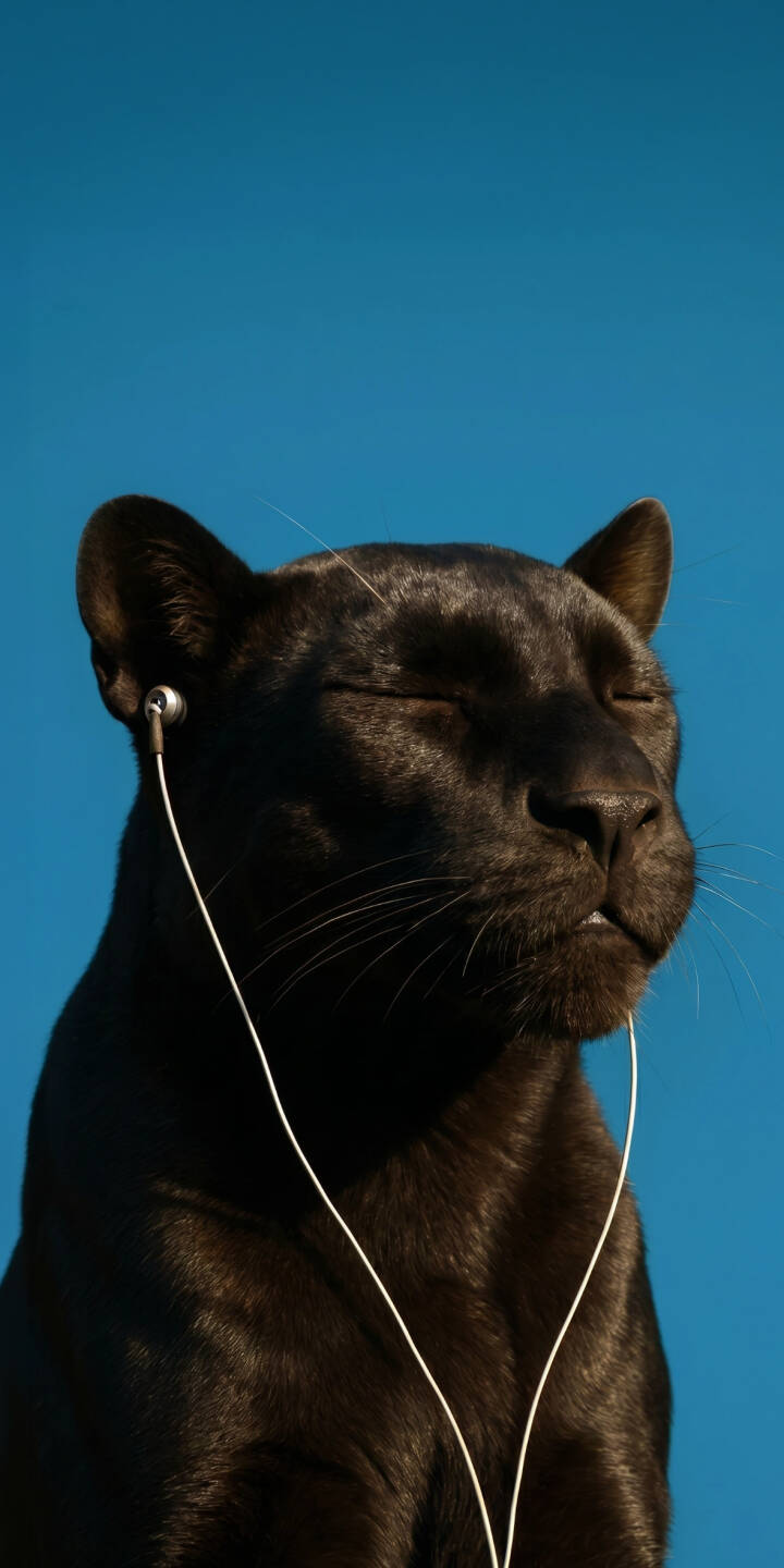 The panther's closed eyes show profound calm as it listens to music through sleek white earphones against a vibrant blue sky in this striking 4K wallpaper. This serene black panther wallpaper is perfect for personalizing your iPhone with a unique, artistic touch. | music iphone panther wallpaper blue sky black panther mobile 4k wallpaper hd wallpaper wildlife serene earphones The panther's closed eyes show profound calm as it listens to music through sleek white earphones against a vibrant blue sky in this striking 4K wallpaper. This serene black panther wallpaper is perfect for personalizing your iPhone with a unique, artistic touch.
