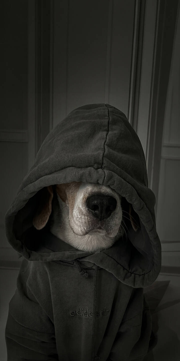 The beagle's expressive nose and muzzle peek out from an oversized dark hoodie, subtly displaying an Adidas logo, creating a charming and cool aesthetic in this stunning 4K wallpaper. This unique dog wallpaper is an essential download for your iPhone. | dog hoodie beagle cute iphone adidas wallpaper mobile 4k wallpaper hd wallpaper dark aesthetic The beagle's expressive nose and muzzle peek out from an oversized dark hoodie, subtly displaying an Adidas logo, creating a charming and cool aesthetic in this stunning 4K wallpaper. This unique dog wallpaper is an essential download for your iPhone.