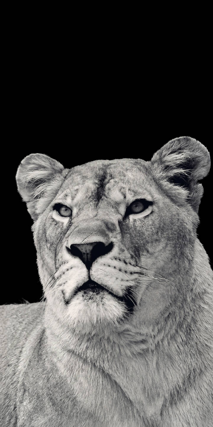 The majestic lioness, captured in stunning black and white, holds an intense, watchful gaze in this dramatic 4K wallpaper. This powerful monochrome wallpaper makes an incredible statement for your iPhone screen. | iphone wallpaper black and white lion mobile powerful 4k wallpaper hd wallpaper wildlife big cat monochrome lioness The majestic lioness, captured in stunning black and white, holds an intense, watchful gaze in this dramatic 4K wallpaper. This powerful monochrome wallpaper makes an incredible statement for your iPhone screen.