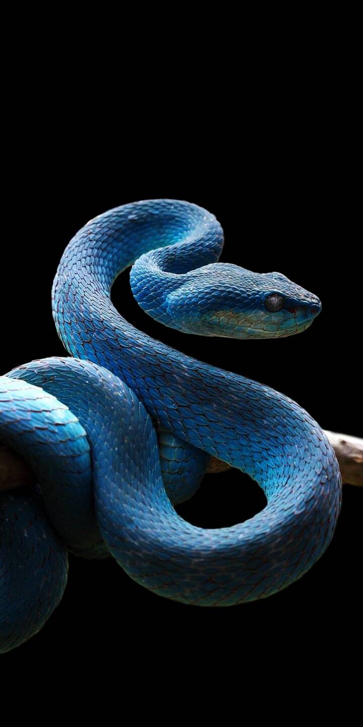Mesmerizing vibrant blue scales shimmer on this striking blue pit viper, coiled gracefully on a branch against a dark background in this stunning 4K wallpaper. This captivating snake wallpaper is perfect for personalizing your iPhone. | animal snake iphone nature wallpaper mobile 4k wallpaper hd wallpaper viper reptile blue snake pit viper Mesmerizing vibrant blue scales shimmer on this striking blue pit viper, coiled gracefully on a branch against a dark background in this stunning 4K wallpaper. This captivating snake wallpaper is perfect for personalizing your iPhone.