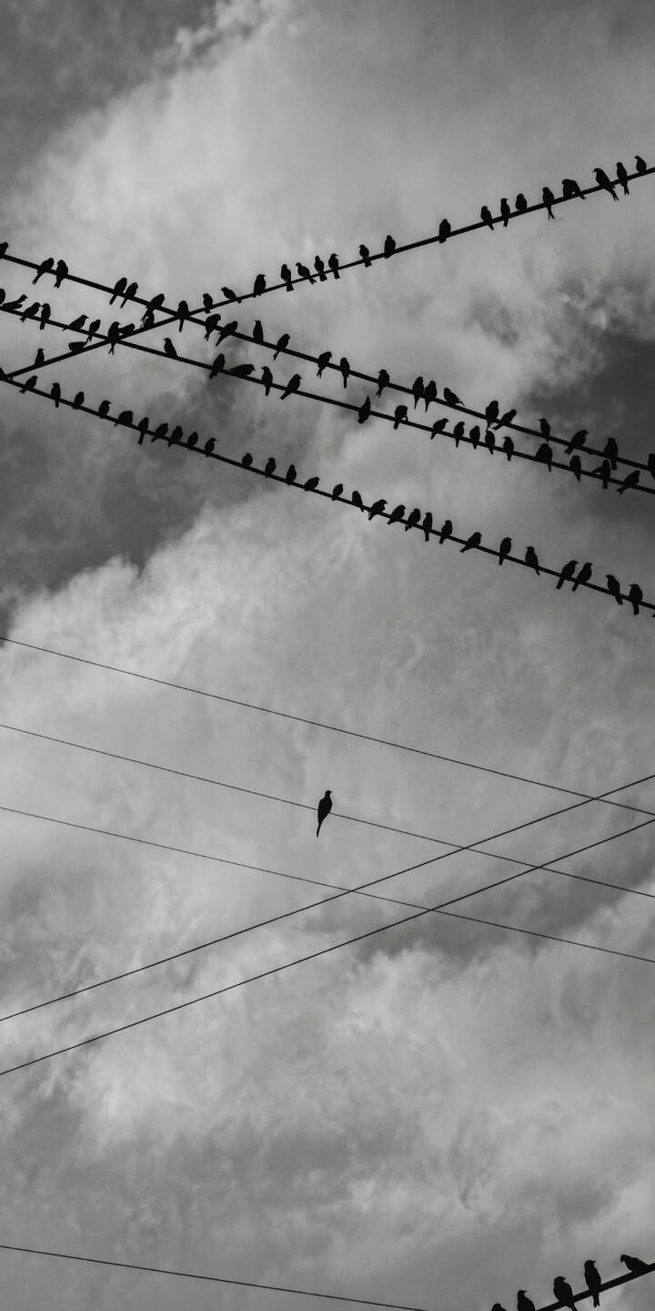 A single bird perches in striking solitude amidst a network of crowded power lines against a dramatic cloudy sky in this compelling black and white 4K wallpaper ",a perfect monochrome wallpaper for iPhone users. | sky iphone birds wallpaper silhouette mobile solitude 4k wallpaper hd wallpaper monochrome power lines A single bird perches in striking solitude amidst a network of crowded power lines against a dramatic cloudy sky in this compelling black and white 4K wallpaper ",a perfect monochrome wallpaper for iPhone users.