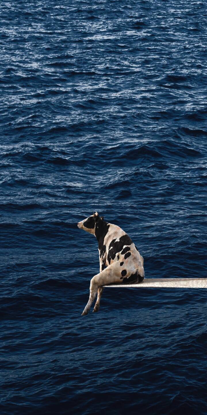 A solitary black and white cow sits reflectively on a ledge, gazing out over the vast, deep blue ocean in this striking 4K wallpaper. This unique and serene wallpaper is perfect for personalizing your iPhone with a touch of surreal tranquility. | aesthetic blue animal sea iphone ocean wallpaper mobile 4k wallpaper hd wallpaper surreal cow A solitary black and white cow sits reflectively on a ledge, gazing out over the vast, deep blue ocean in this striking 4K wallpaper. This unique and serene wallpaper is perfect for personalizing your iPhone with a touch of surreal tranquility.