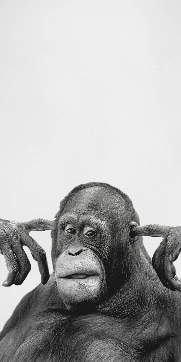 The orangutan playfully covers its ears in this striking black and white 4K wallpaper, showcasing its expressive face and textured fur. This charming wallpaper is perfect for your iPhone, bringing a unique touch to your screen. | funny animal iphone wallpaper ape mobile 4k wallpaper hd wallpaper monochrome orangutan hear no evil The orangutan playfully covers its ears in this striking black and white 4K wallpaper, showcasing its expressive face and textured fur. This charming wallpaper is perfect for your iPhone, bringing a unique touch to your screen.