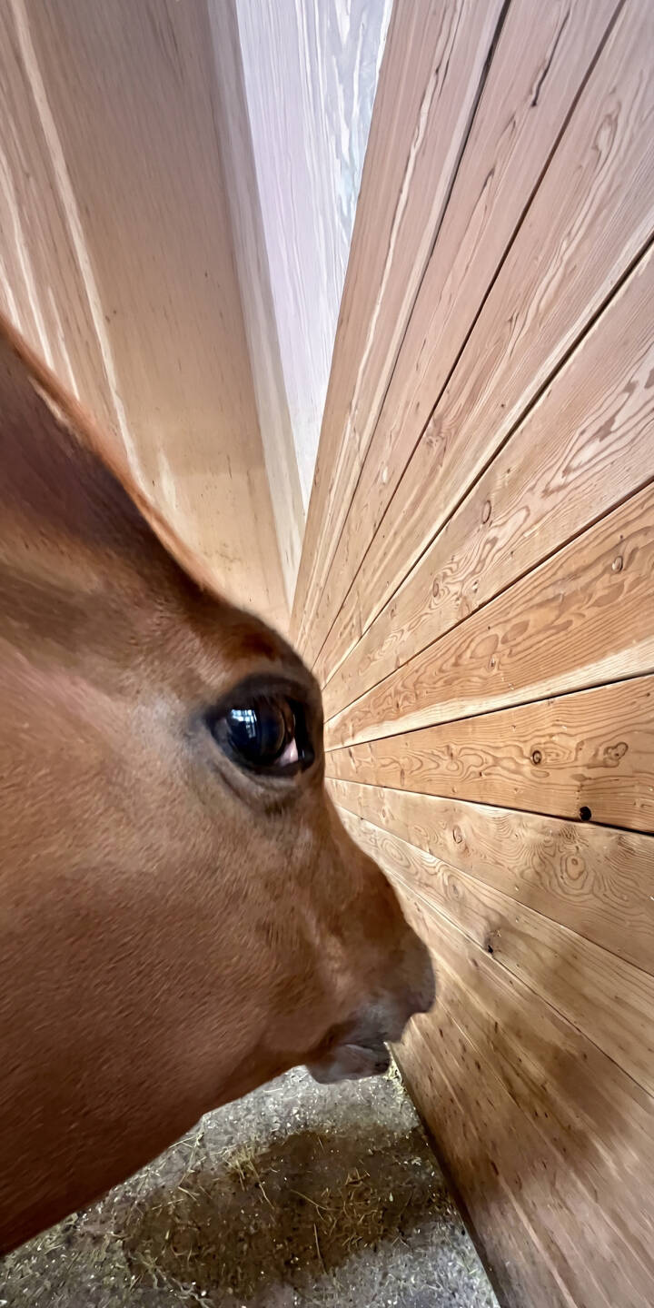 A gentle brown horse with a captivating dark eye peers intently against a backdrop of rustic wooden planks in this striking 4K wallpaper. This natural and close-up animal wallpaper is a must-have for any iPhone. | animal wood close-up horse iphone wallpaper barn mobile 4k wallpaper hd wallpaper equine natural A gentle brown horse with a captivating dark eye peers intently against a backdrop of rustic wooden planks in this striking 4K wallpaper. This natural and close-up animal wallpaper is a must-have for any iPhone.