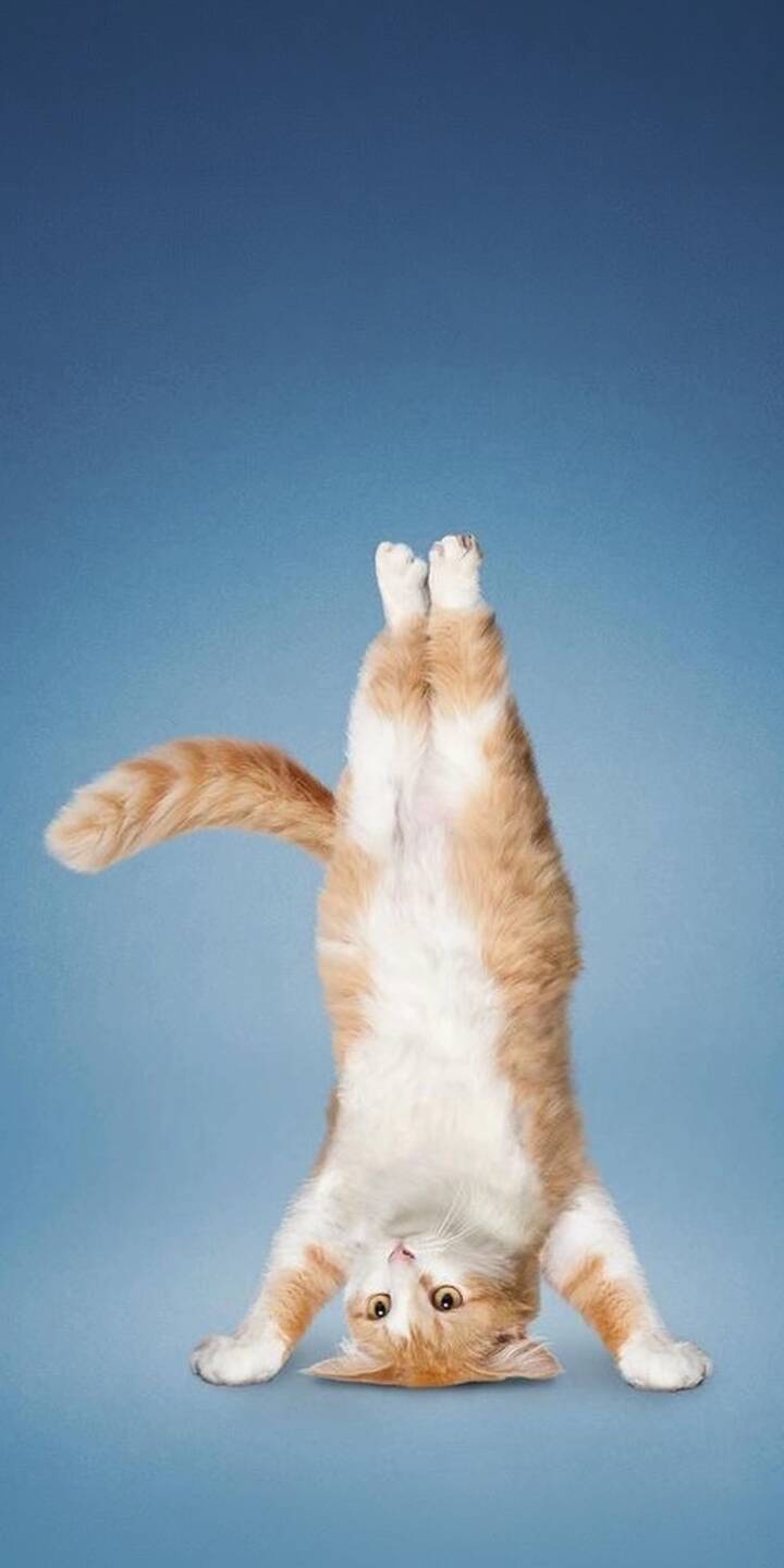 An adorable orange and white cat holds a perfect headstand with an expressive gaze on a calming blue background in this vibrant 4K wallpaper. This charming wallpaper is a delightful choice for iPhone users looking for a unique and whimsical backdrop. | pose alphabet cat cute yoga An adorable orange and white cat holds a perfect headstand with an expressive gaze on a calming blue background in this vibrant 4K wallpaper. This charming wallpaper is a delightful choice for iPhone users looking for a unique and whimsical backdrop.