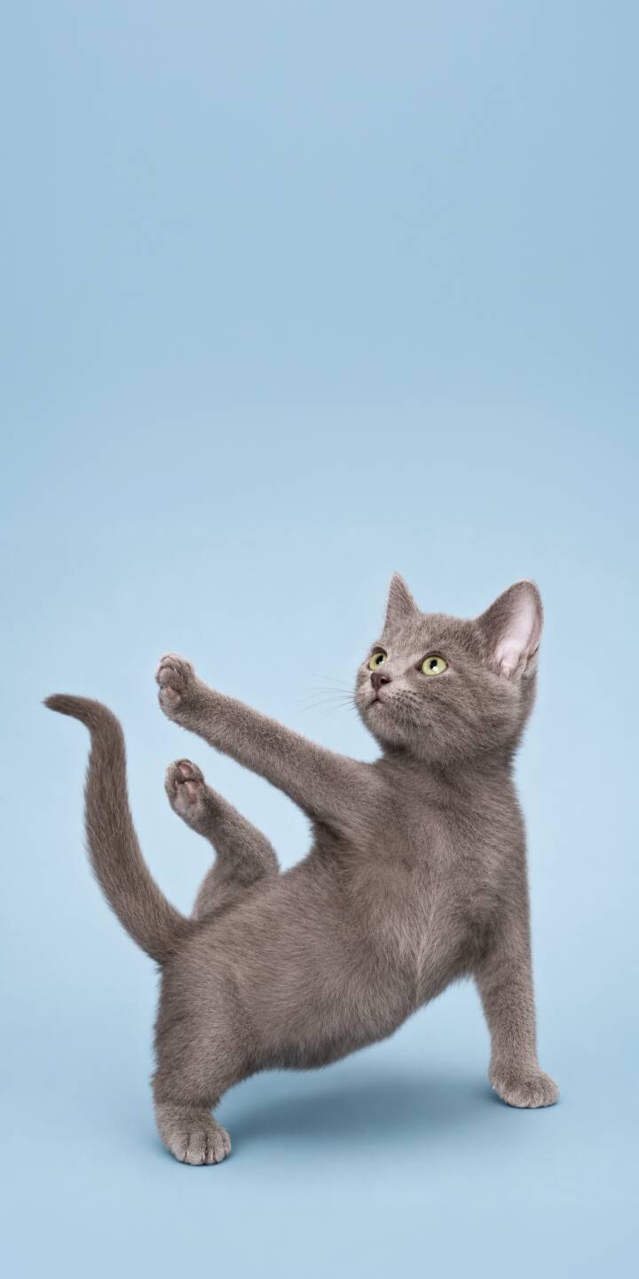 An adorable grey kitten strikes a purrfect yoga pose, extending one paw while looking up with bright yellow eyes against a serene blue background in this delightful 4K wallpaper. This charming animal wallpaper is ideal for personalizing your iPhone. | pose alphabet cat cute yoga An adorable grey kitten strikes a purrfect yoga pose, extending one paw while looking up with bright yellow eyes against a serene blue background in this delightful 4K wallpaper. This charming animal wallpaper is ideal for personalizing your iPhone.