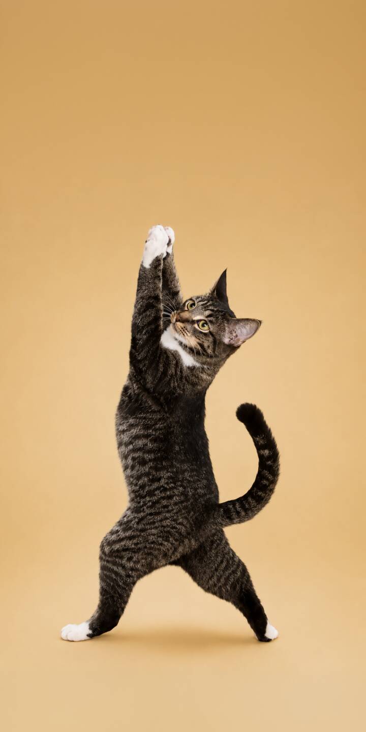 A charming tabby cat stands on its hind legs, reaching skyward with its white paws against a minimalist beige background, making this an adorable 4K wallpaper for your iPhone. This delightful and whimsical pose creates a perfect animal wallpaper. | pose alphabet cat cute yoga A charming tabby cat stands on its hind legs, reaching skyward with its white paws against a minimalist beige background, making this an adorable 4K wallpaper for your iPhone. This delightful and whimsical pose creates a perfect animal wallpaper.