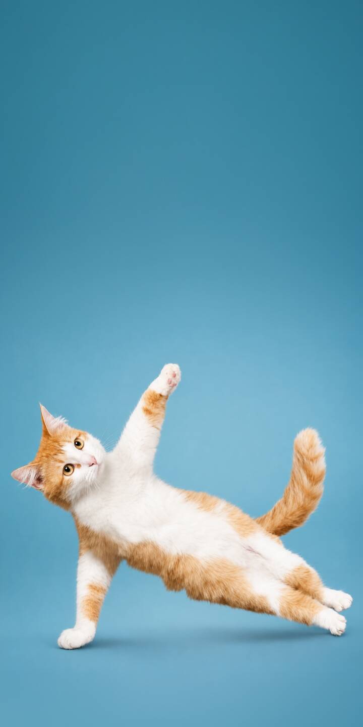 An adorable orange and white cat holds a perfect side plank yoga pose against a striking blue background in this vibrant 4K wallpaper, making it an incredibly charming wallpaper for your iPhone. | pose alphabet cat cute yoga An adorable orange and white cat holds a perfect side plank yoga pose against a striking blue background in this vibrant 4K wallpaper, making it an incredibly charming wallpaper for your iPhone.