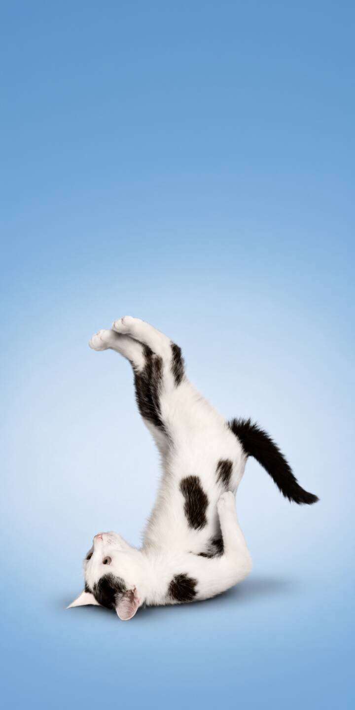 A curious white cat with black spots balances in a whimsical inverted yoga pose against a serene light blue background in this delightful 4K wallpaper. This charming animal wallpaper for iPhone is perfect for adding a touch of playful serenity to your device. | pose alphabet cat cute yoga A curious white cat with black spots balances in a whimsical inverted yoga pose against a serene light blue background in this delightful 4K wallpaper. This charming animal wallpaper for iPhone is perfect for adding a touch of playful serenity to your device.