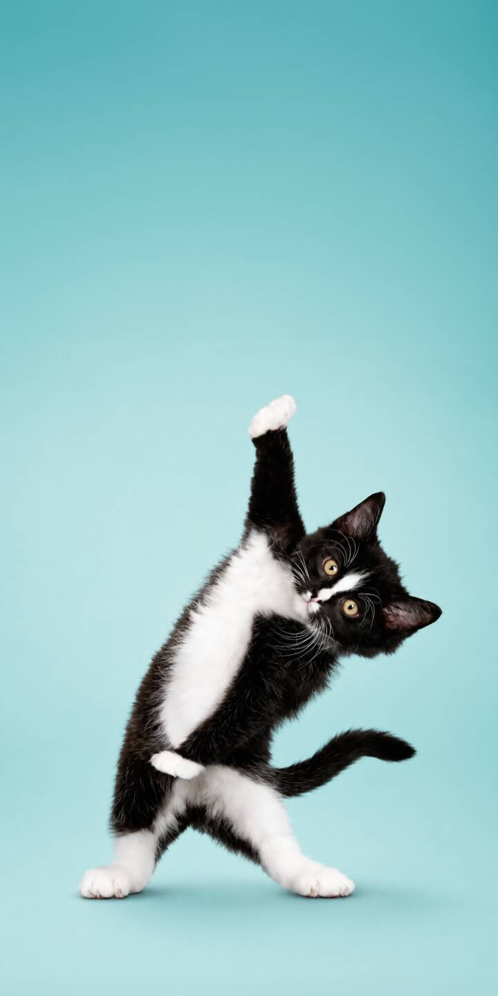 This adorable black and white kitten strikes a playful "alphabet pose" against a vibrant teal background, its bright yellow eyes gleaming in this charming 4K wallpaper. Download this captivating wallpaper for your iPhone to bring a touch of cuteness to your screen. | pose alphabet cat cute yoga This adorable black and white kitten strikes a playful "alphabet pose" against a vibrant teal background, its bright yellow eyes gleaming in this charming 4K wallpaper. Download this captivating wallpaper for your iPhone to bring a touch of cuteness to your screen.