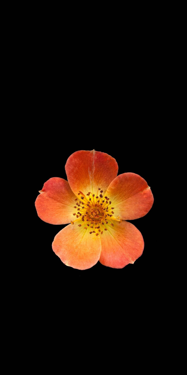 Vibrant orange petals gradient into soft yellow, perfectly centered against a stark black background in this exquisite 4K flower wallpaper for iPhone. This eye-catching minimalist wallpaper highlights the delicate details of the blossom's yellow stamen, offering a truly serene look for your mobile device. | aesthetic flower iphone nature minimalist wallpaper black background mobile floral 4k wallpaper hd wallpaper orange flower Vibrant orange petals gradient into soft yellow, perfectly centered against a stark black background in this exquisite 4K flower wallpaper for iPhone. This eye-catching minimalist wallpaper highlights the delicate details of the blossom's yellow stamen, offering a truly serene look for your mobile device.