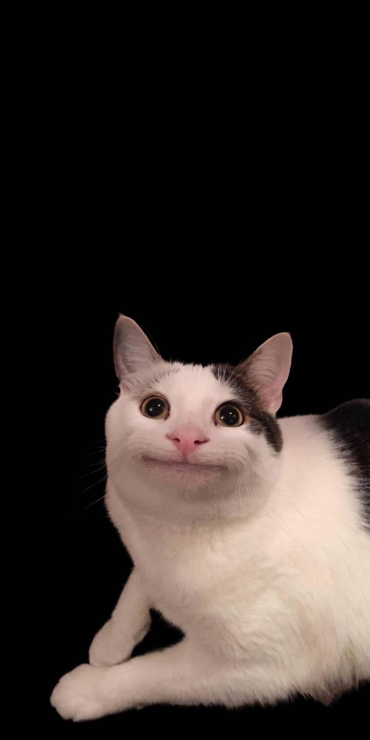 The famous Polite Cat flashes a charming, subtle smile against a minimalist black background in this adorable 4K wallpaper, a perfect aesthetic wallpaper for your iPhone. | funny animal cat cute iphone wallpaper mobile 4k wallpaper hd wallpaper meme cat polite cat beluga cat The famous Polite Cat flashes a charming, subtle smile against a minimalist black background in this adorable 4K wallpaper, a perfect aesthetic wallpaper for your iPhone.