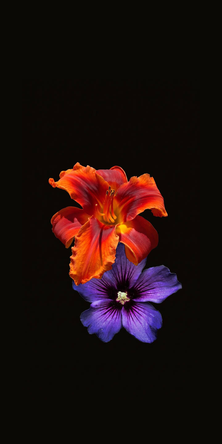 The intense contrast of a fiery orange daylily against a deep purple mallow bloom creates a striking visual in this 4K wallpaper. This elegant floral wallpaper is perfect for personalizing your iPhone. | flowers iphone nature wallpaper vibrant black background mobile floral 4k wallpaper hd wallpaper daylily hibiscus The intense contrast of a fiery orange daylily against a deep purple mallow bloom creates a striking visual in this 4K wallpaper. This elegant floral wallpaper is perfect for personalizing your iPhone.