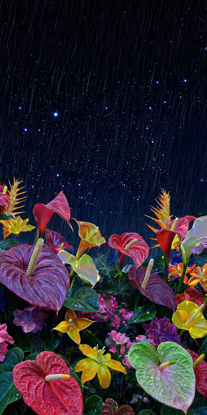 Vibrant Anthurium flowers explode with color against a dark, rainy night sky, creating a dramatic backdrop for this stunning 4K wallpaper. This lush floral wallpaper, featuring delicate rain streaks and subtle stars, is perfect for your iPhone. | flower rain night sky iphone nature wallpaper vibrant tropical mobile 4k wallpaper hd wallpaper anthurium Vibrant Anthurium flowers explode with color against a dark, rainy night sky, creating a dramatic backdrop for this stunning 4K wallpaper. This lush floral wallpaper, featuring delicate rain streaks and subtle stars, is perfect for your iPhone.