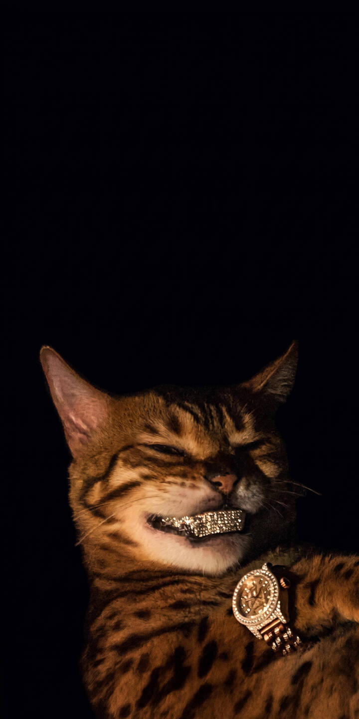 Sparkling diamond grillz flash from this smug Bengal cat's smile, perfectly complemented by its shimmering diamond watch in this opulent 4K wallpaper — an ideal luxury cat wallpaper for your iPhone. | dark cat iphone luxury wallpaper mobile 4k wallpaper hd wallpaper funny cat bling diamond grillz bengal cat Sparkling diamond grillz flash from this smug Bengal cat's smile, perfectly complemented by its shimmering diamond watch in this opulent 4K wallpaper — an ideal luxury cat wallpaper for your iPhone.