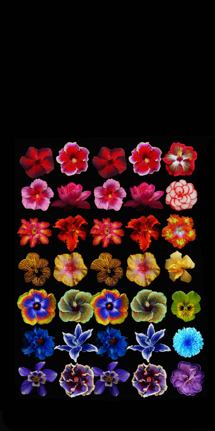 A vibrant mosaic of diverse flowers, ranging from rich reds to cool purples, pops vividly against a stark black background in this stunning 4K wallpaper. This visually striking wallpaper is perfect for personalizing your iPhone. | aesthetic flowers colorful iphone nature wallpaper vibrant mobile floral 4k wallpaper hd wallpaper dark background A vibrant mosaic of diverse flowers, ranging from rich reds to cool purples, pops vividly against a stark black background in this stunning 4K wallpaper. This visually striking wallpaper is perfect for personalizing your iPhone.