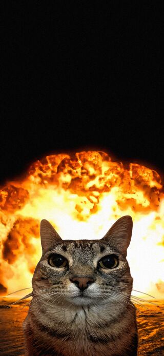 A curious tabby cat calmly observes a massive fiery explosion on your iPhone lock screen, then reveals a serene, closed-eyed expression against a dark background for your home screen, creating an engaging 4K double wallpaper experience.