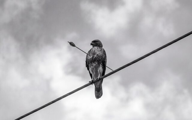 An incredibly striking monochrome wallpaper, this 4K image captures a majestic hawk on a power line, stoically bearing an arrow piercing its chest. Perfect as a MacBook wallpaper, the bird's serene yet tragic presence against the cloudy backdrop creates a deeply evocative display for your MacOS device. | bird wallpaper macos grayscale arrow 4k wallpaper hd wallpaper monochrome macbook imac somber hawk An incredibly striking monochrome wallpaper, this 4K image captures a majestic hawk on a power line, stoically bearing an arrow piercing its chest. Perfect as a MacBook wallpaper, the bird's serene yet tragic presence against the cloudy backdrop creates a deeply evocative display for your MacOS device.