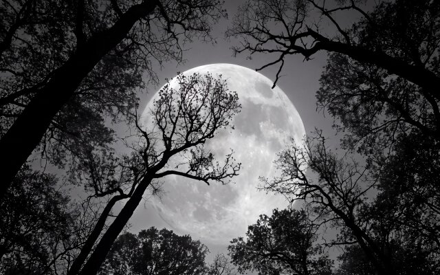 A gigantic, luminous full moon dominates the night sky, beautifully framed by the intricate silhouettes of bare tree branches. This mesmerizing 4K wallpaper captures a dramatic, monochromatic scene, perfect as an eerie forest moon wallpaper for your MacBook or MacOS desktop. | dark moon trees wallpaper silhouette macos full moon 4k wallpaper hd wallpaper macbook imac A gigantic, luminous full moon dominates the night sky, beautifully framed by the intricate silhouettes of bare tree branches. This mesmerizing 4K wallpaper captures a dramatic, monochromatic scene, perfect as an eerie forest moon wallpaper for your MacBook or MacOS desktop.