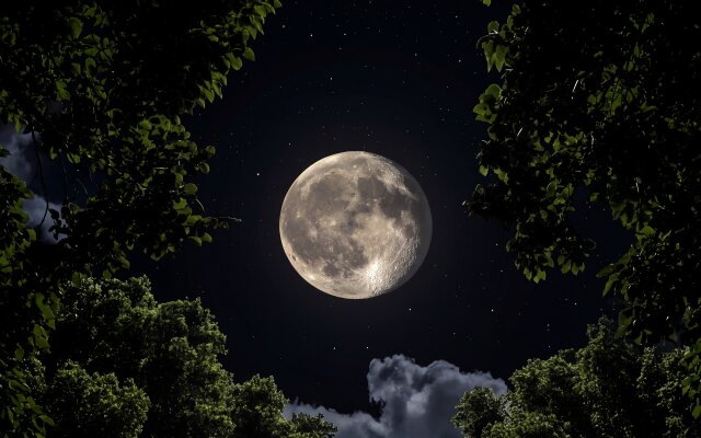 Tree Framed Full Moon Wallpaper