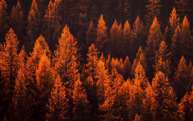 The brilliant amber glow on the dense pine forest creates a stunningly warm and inviting natural landscape, perfect for your MacBook. This captivating 4K wallpaper showcases the vivid fall colors beautifully, making it an ideal MacOS wallpaper. | forest wallpaper macos glowing 4k wallpaper hd wallpaper fall foliage nature landscape autumn trees macbook imac orange pines The brilliant amber glow on the dense pine forest creates a stunningly warm and inviting natural landscape, perfect for your MacBook. This captivating 4K wallpaper showcases the vivid fall colors beautifully, making it an ideal MacOS wallpaper.