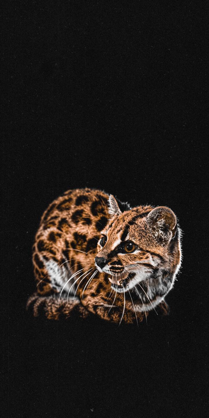 A fierce snarl reveals the sharp teeth and long white whiskers of the wild Margay cat in this striking 4K wallpaper. Its captivating spotted fur makes this a must-have iPhone wallpaper for any nature lover. | animal dark iphone nature wallpaper mobile 4k wallpaper hd wallpaper fierce feline wild cat margay A fierce snarl reveals the sharp teeth and long white whiskers of the wild Margay cat in this striking 4K wallpaper. Its captivating spotted fur makes this a must-have iPhone wallpaper for any nature lover.