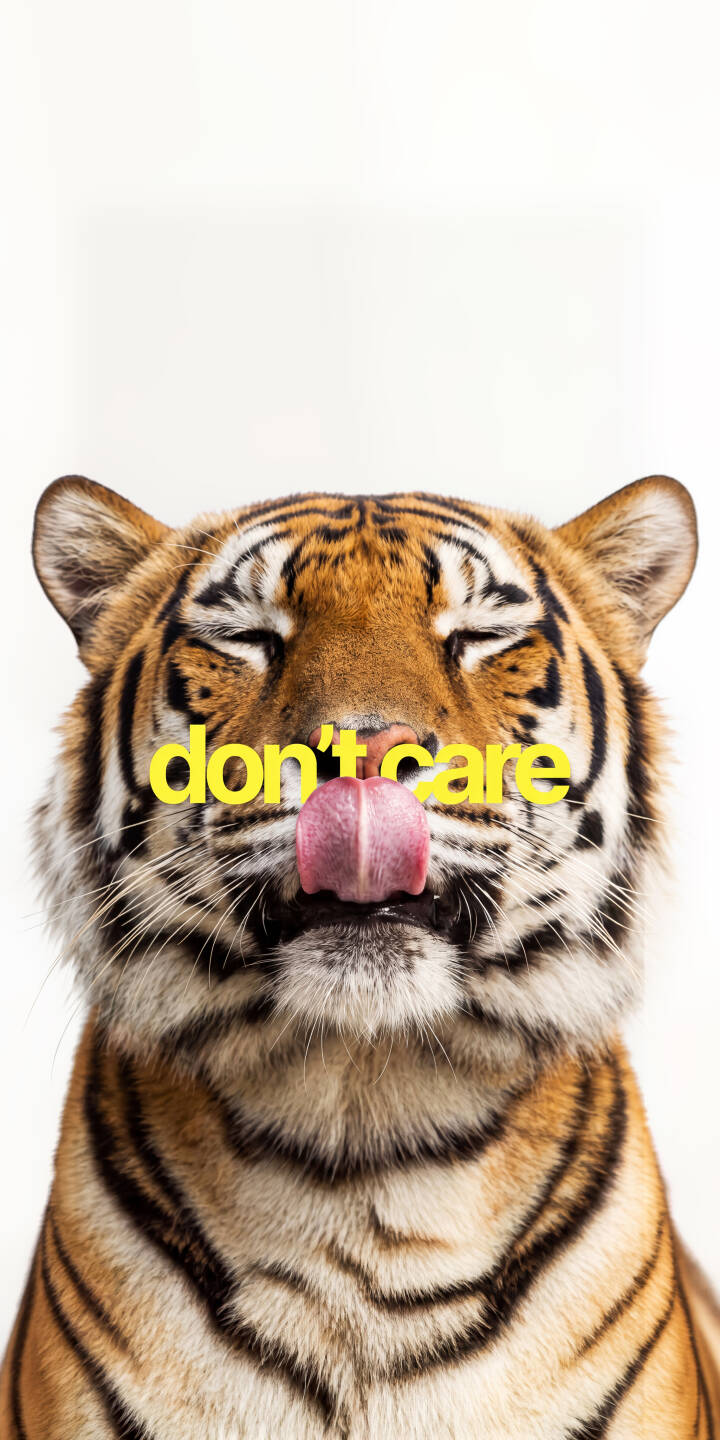 The witty 'don't care' text playfully overlays a majestic tiger whose eyes are blissfully closed as its pink tongue licks its nose in this charming 4K wallpaper for iPhone. This delightful wallpaper brings a touch of humor and personality to any device. | aesthetic funny animal quote iphone tiger wallpaper mobile 4k wallpaper hd wallpaper big cat sarcastic The witty 'don't care' text playfully overlays a majestic tiger whose eyes are blissfully closed as its pink tongue licks its nose in this charming 4K wallpaper for iPhone. This delightful wallpaper brings a touch of humor and personality to any device.