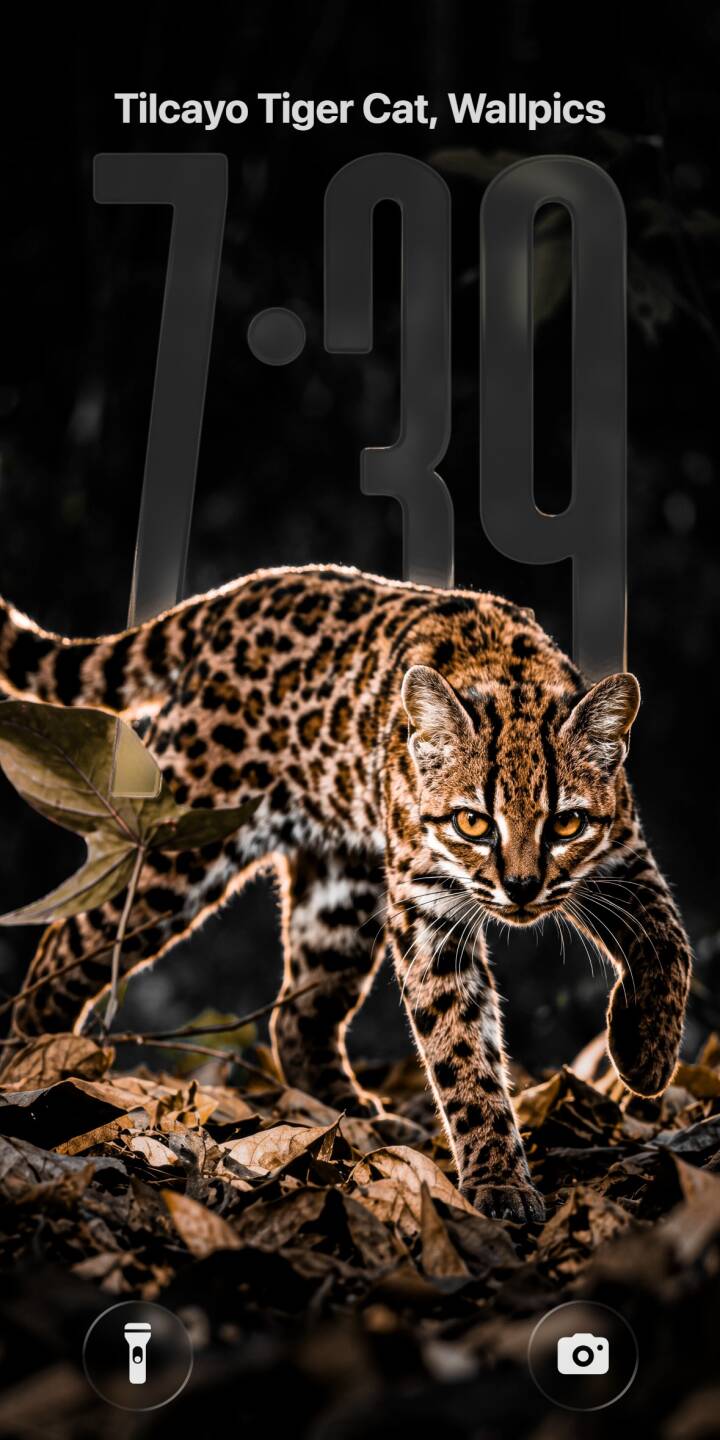 Golden eyes pierce the darkness as this majestic ocelot stalks through the dry leaves of the jungle in a stunning 4K wallpaper, making it a powerful nature wallpaper for iPhone users. | animal dark iphone nature wallpaper predator mobile 4k wallpaper hd wallpaper wild cat jungle cat ocelot Golden eyes pierce the darkness as this majestic ocelot stalks through the dry leaves of the jungle in a stunning 4K wallpaper, making it a powerful nature wallpaper for iPhone users.