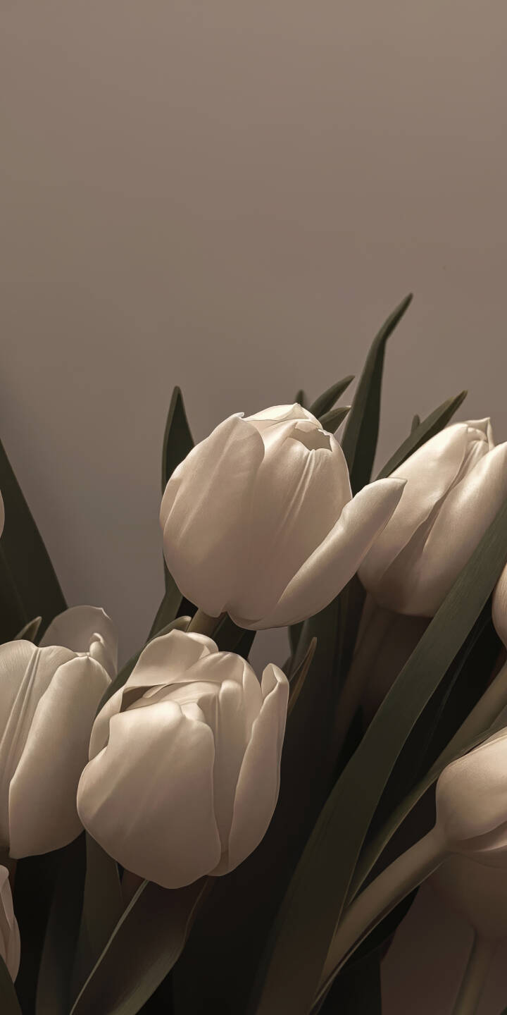 Soft light bathes a bouquet of creamy white tulips, highlighting their gentle curves against a muted background in this stunning 4K wallpaper. It's a perfect elegant floral wallpaper for iPhone users seeking a serene visual. | aesthetic flowers iphone nature wallpaper mobile elegant tulips 4k wallpaper hd wallpaper white flowers serene Soft light bathes a bouquet of creamy white tulips, highlighting their gentle curves against a muted background in this stunning 4K wallpaper. It's a perfect elegant floral wallpaper for iPhone users seeking a serene visual.