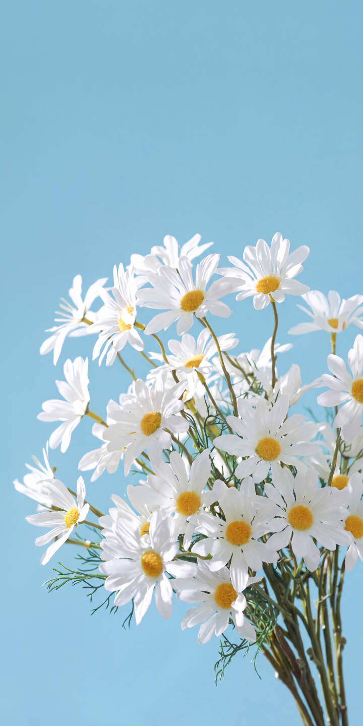 A vibrant cluster of white daisies with cheerful yellow centers stands out against a calming sky-blue background in this lovely 4K wallpaper, making it a perfect aesthetic wallpaper for your iPhone. | aesthetic daisy iphone nature minimalist wallpaper mobile floral 4k wallpaper hd wallpaper daisies blue background A vibrant cluster of white daisies with cheerful yellow centers stands out against a calming sky-blue background in this lovely 4K wallpaper, making it a perfect aesthetic wallpaper for your iPhone.