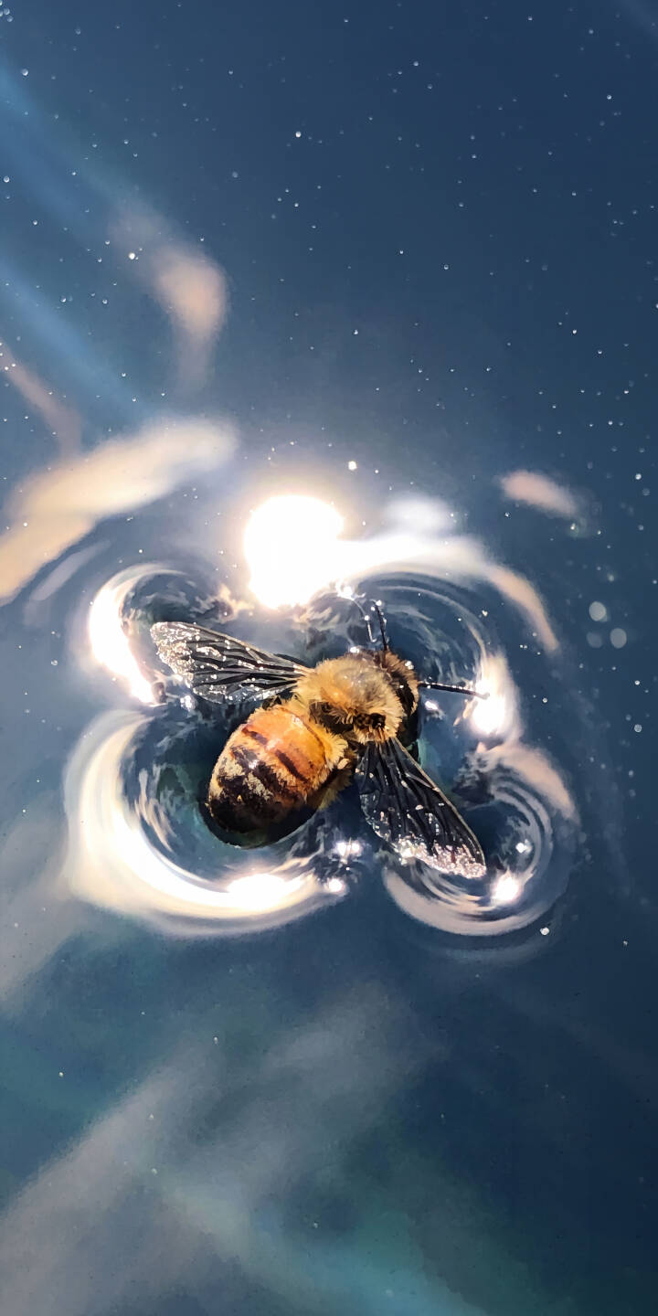 A solitary bee floats, gently stirring ripples on the water's surface beneath a sparkling, star-like sky effect in this serene 4K wallpaper. This stunning tranquil bee wallpaper with sunlit reflections is a perfect aesthetic choice for your iPhone. | aesthetic water reflection iphone nature wallpaper bee mobile 4k wallpaper hd wallpaper insect tranquil A solitary bee floats, gently stirring ripples on the water's surface beneath a sparkling, star-like sky effect in this serene 4K wallpaper. This stunning tranquil bee wallpaper with sunlit reflections is a perfect aesthetic choice for your iPhone.