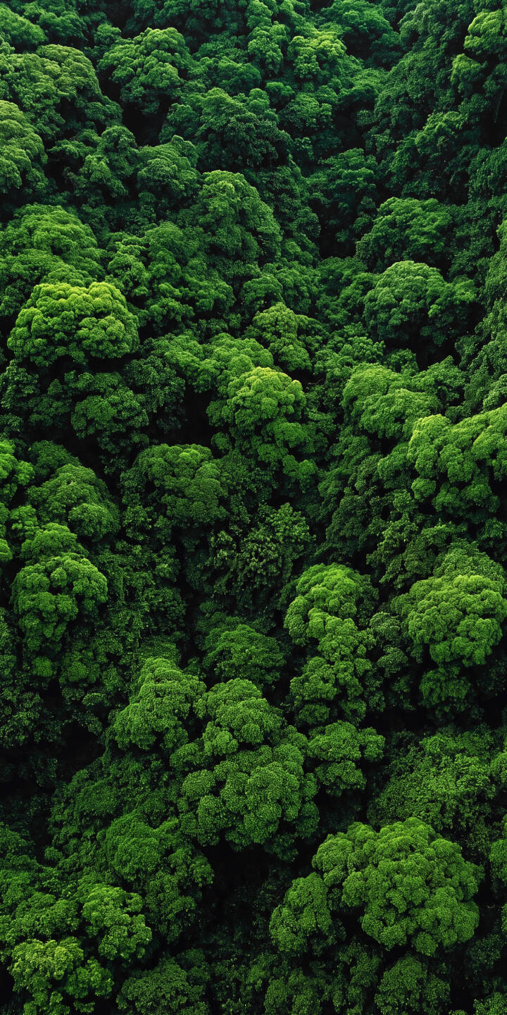Vibrant green leaves and densely packed treetops create an immersive texture in this breathtaking 4K forest canopy wallpaper. A perfect natural wallpaper for iPhone, it captures the serene beauty of an untouched jungle from above. | landscape lush forest green iphone nature trees wallpaper mobile 4k wallpaper hd wallpaper aerial Vibrant green leaves and densely packed treetops create an immersive texture in this breathtaking 4K forest canopy wallpaper. A perfect natural wallpaper for iPhone, it captures the serene beauty of an untouched jungle from above.