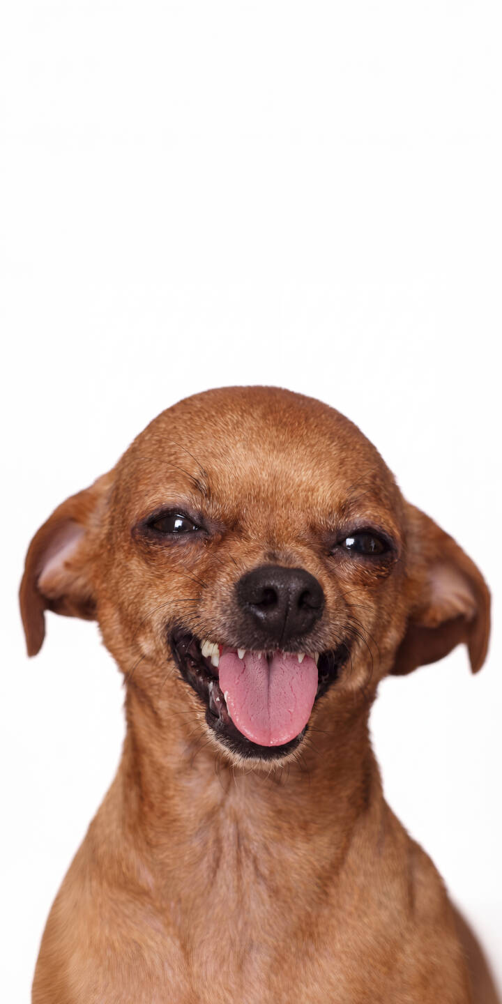 A brown chihuahua flashes a wide, toothy grin with its pink tongue hanging out in this charming 4K wallpaper, making it a perfect happy dog wallpaper for iPhone. | dog smile pet cute iphone happy wallpaper mobile 4k wallpaper hd wallpaper chihuahua A brown chihuahua flashes a wide, toothy grin with its pink tongue hanging out in this charming 4K wallpaper, making it a perfect happy dog wallpaper for iPhone.