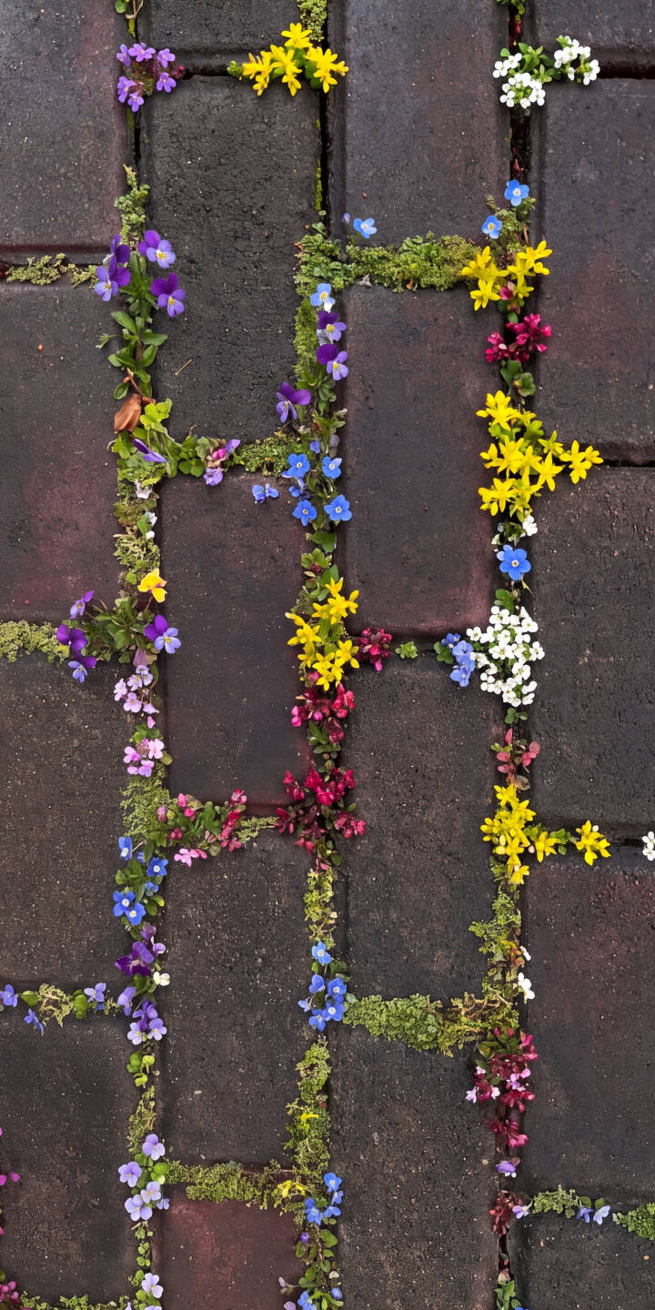Bright bursts of purple, yellow, blue, and red flowers emerge alongside lush green moss, artfully outlining dark reddish-brown paving stones in this charming 4K wallpaper. This natural and detailed wallpaper offers a refreshing look for your iPhone. | flowers pavement colorful iphone nature moss wallpaper garden mobile floral 4k wallpaper hd wallpaper Bright bursts of purple, yellow, blue, and red flowers emerge alongside lush green moss, artfully outlining dark reddish-brown paving stones in this charming 4K wallpaper. This natural and detailed wallpaper offers a refreshing look for your iPhone.