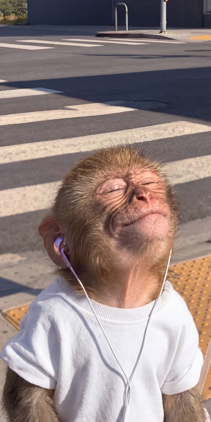 With eyes closed in blissful relaxation, a happy monkey in a crisp white t-shirt and pink earbuds soaks in the sun on an urban street, making for a truly joyful 4K wallpaper perfect for your iPhone. This unique and heartwarming monkey wallpaper brings a touch of urban charm and peaceful vibes to any screen. | music animal iphone monkey wallpaper relaxing mobile headphones sunny 4k wallpaper hd wallpaper cute monkey With eyes closed in blissful relaxation, a happy monkey in a crisp white t-shirt and pink earbuds soaks in the sun on an urban street, making for a truly joyful 4K wallpaper perfect for your iPhone. This unique and heartwarming monkey wallpaper brings a touch of urban charm and peaceful vibes to any screen.
