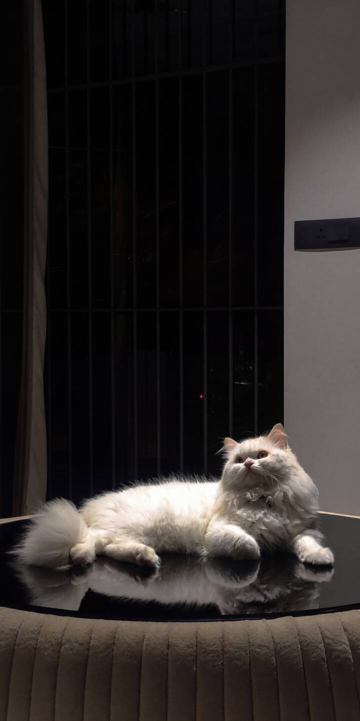 Fluffy white fur glows softly as this majestic Persian cat reclines gracefully on a sleek, reflective black table, creating a stunning double image in this 4K wallpaper. This captivating scene makes for a serene and elegant wallpaper on your iPhone. | aesthetic pet reflection iphone wallpaper mobile elegant white cat 4k wallpaper hd wallpaper feline persian cat Fluffy white fur glows softly as this majestic Persian cat reclines gracefully on a sleek, reflective black table, creating a stunning double image in this 4K wallpaper. This captivating scene makes for a serene and elegant wallpaper on your iPhone.